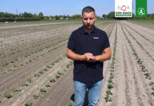 Komunikat dla truskawek – Tomasz Domański, Agrosimex, 23.08.2023