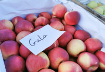 Satysfakcjonujące hurtowe ceny jabłek, czyli dobry początek września w handlu