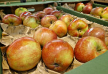 Markety nadal nie pozwalają na wzrosty cen jabłek
