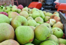Ceny jabłek przemysłowych mocno w górę, czy „podbiją” ceny jabłek deserowych?