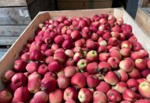 Pozbiorcze rozwiązanie przed chorobami przechowalniczymi jabłek i gruszek