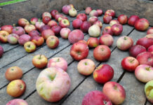 Ceny jabłek przemysłowych w górę. Pierwsze zakłady oferują powyżej 0,70 zł/kg