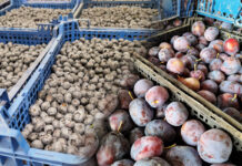 Ceny skupu owoców miękkich w grupach: Borówki i śliwki w górę