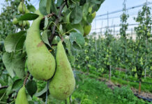 Ceny gruszek 2023 – nie odbiegamy dziś cenowo od Zachodu
