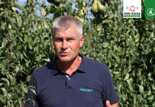 Komunikat sadowniczy – Robert Binkiewicz, GRUSZE, Agrosimex, 06.09.2023