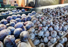 Aktualne ceny skupu owoców jagodowych w grupach – 26.09.2023