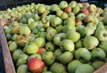 Systematycznie rosną ceny jabłek przemysłowych