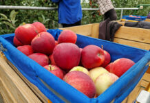 Na tegorocznych jabłkach musimy zarobić też za minione (stracone) sezony