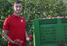 Red Jonaprince, Golden Delicious – kiedy dojrzałość zbiorcza?  Marek Grzęda, 26.09.2023