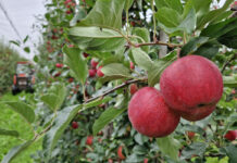 zbiory jabłek 2023