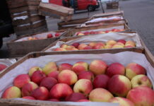 ceny jabłek na broniszach