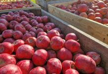 Zakłady szukają towaru. Ceny jabłek przemysłowych w górę