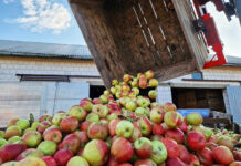 aktualne ceny jabłek w skupie