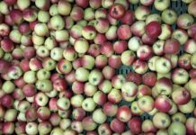 W kraju słynącym z jabłek w marketach sprzedaje się „suchy przemysł”