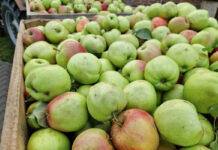 Ceny skupu spadły, a jabłek z sadów ubywa błyskawicznie