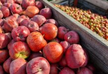 Kolejne podwyżki na skupach jabłek przemysłowych. To dobra informacja dla cen jabłek deserowych
