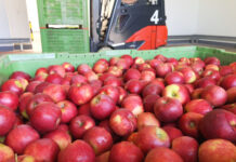 przechowywanie jabłek