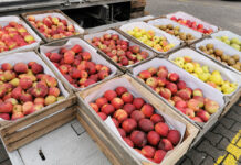 Jabłka, śliwki i gruszki – aktualne ceny na rynku w Broniszach, 17.10.2023 [Video]