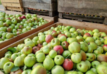 skup jabłek przemysłowych