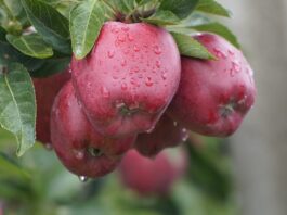 Ekologiczne jabłka