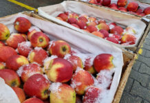 Słaby tydzień na rynku w Broniszach – aktualne ceny jabłek [28.11.2023]