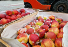 Jabłka, gruszki, śliwki  – aktualne ceny na rynku w Broniszach [20.11.2023]