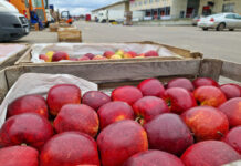 Bronisze w październiku.  Krajowe owoce średnio 50% droższe niż przed rokiem