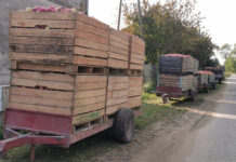 skup jabłek przemysłowych