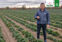 Komunikat dla truskawek – Tomasz Domański, Agrosimex, 3.11.2023