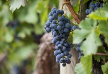 Nowe wymagania w zakresie etykietowania wina