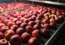 Walutowe kłopoty Egiptu dotyczą eksporterów jabłek z całej UE