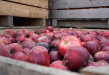 Niższy import ukraińskiego koncentratu jabłkowego. Ile sprowadzono w październiku?
