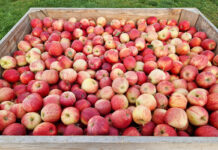 amerykański skup jabłek
