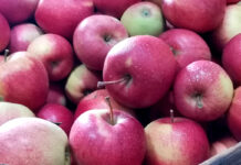 jabłka na eksport