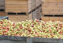 ceny jabłek przemysłowych na skupach