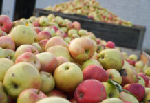 ceny koncentratu jabłkowego
