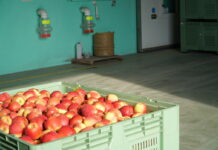 koszt przechowywania jablek