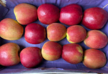 ceny jabłek odmiana Ligol