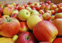 ceny jabłek na obieranie