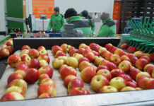 Niemcy – największy odbiorca naszych jabłek w listopadzie