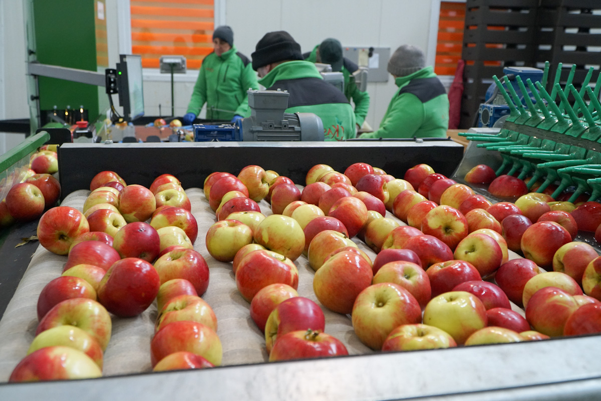 Eksport jabłek w styczniu – zaskakuje Litwa