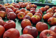 Niemcy największym rynkiem dla polskich jabłek 4 miesiące z rzędu