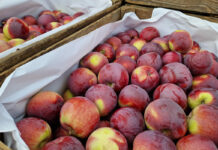 Aktualne ceny jabłek i gruszek na rynku w Broniszach – 23.01.2024 [Video]