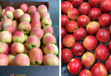ceny skupu jabłek przez markaty