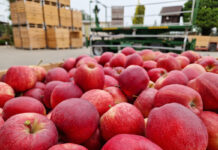 Mniej jabłek w polskich chłodniach, ale handel wcale nie jest lepszy 