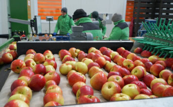 eksport jabłek