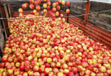 ceny jabłek przemysłowych 12.02.2024