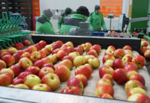 Było ponad milion, jest 780 tysięcy. Co dalej z eksportem polskich jabłek? 