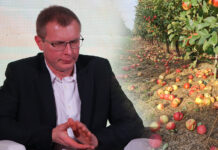 Jestem zadowolony z kontraktacji jabłek przemysłowych – Grzegorz Przysucha, Sandomierz 2024