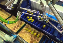 Holenderski robot układa gruszki w kartonach